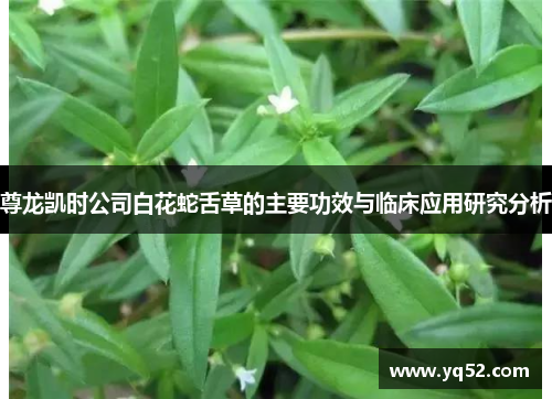 尊龙凯时公司白花蛇舌草的主要功效与临床应用研究分析