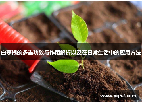 白茅根的多重功效与作用解析以及在日常生活中的应用方法