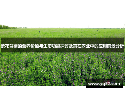 紫花苜蓿的营养价值与生态功能探讨及其在农业中的应用前景分析
