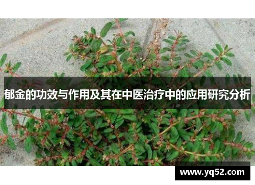 郁金的功效与作用及其在中医治疗中的应用研究分析
